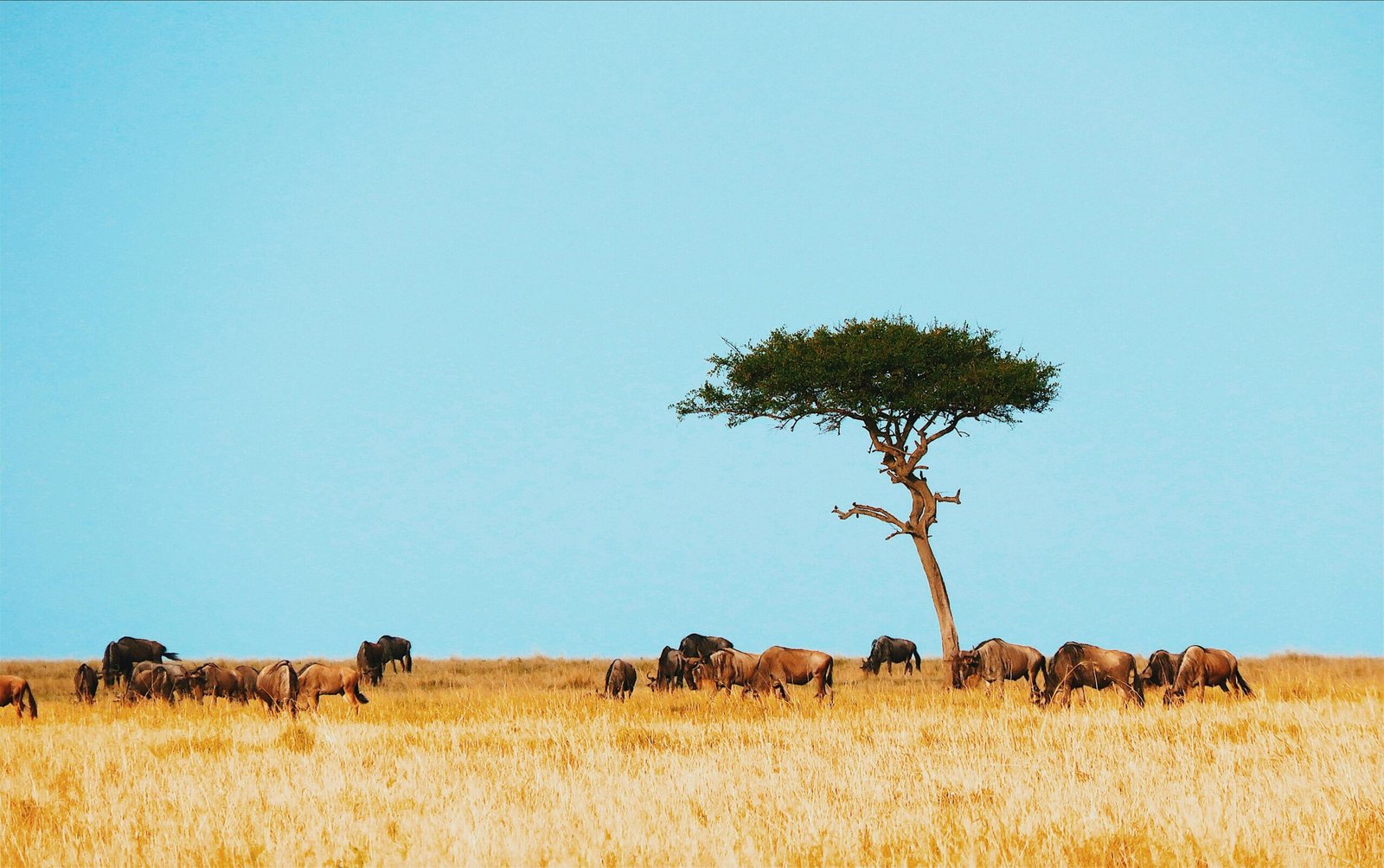 pexels-photo-29833434-29833434 A herd of wildebeest graze under an acacia tree in the Mara Region, Tanzania, showcasing the Serengeti's vast landscape.