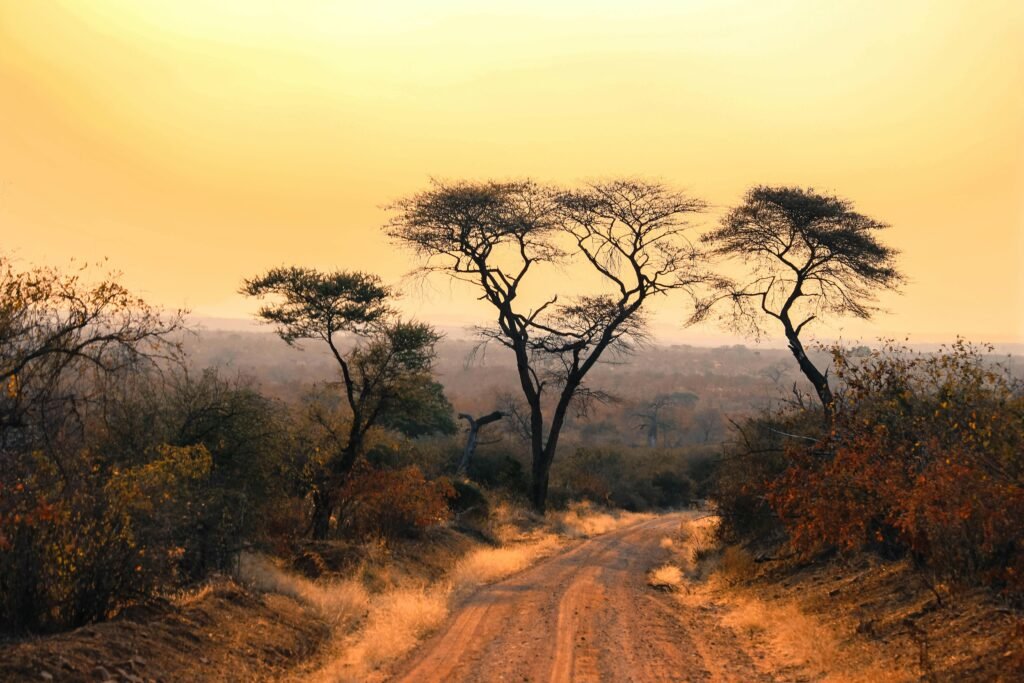 pexels-photo-30878973-30878973 Scenic view of African savannah with acacia trees at sunset, glowing warm tones.