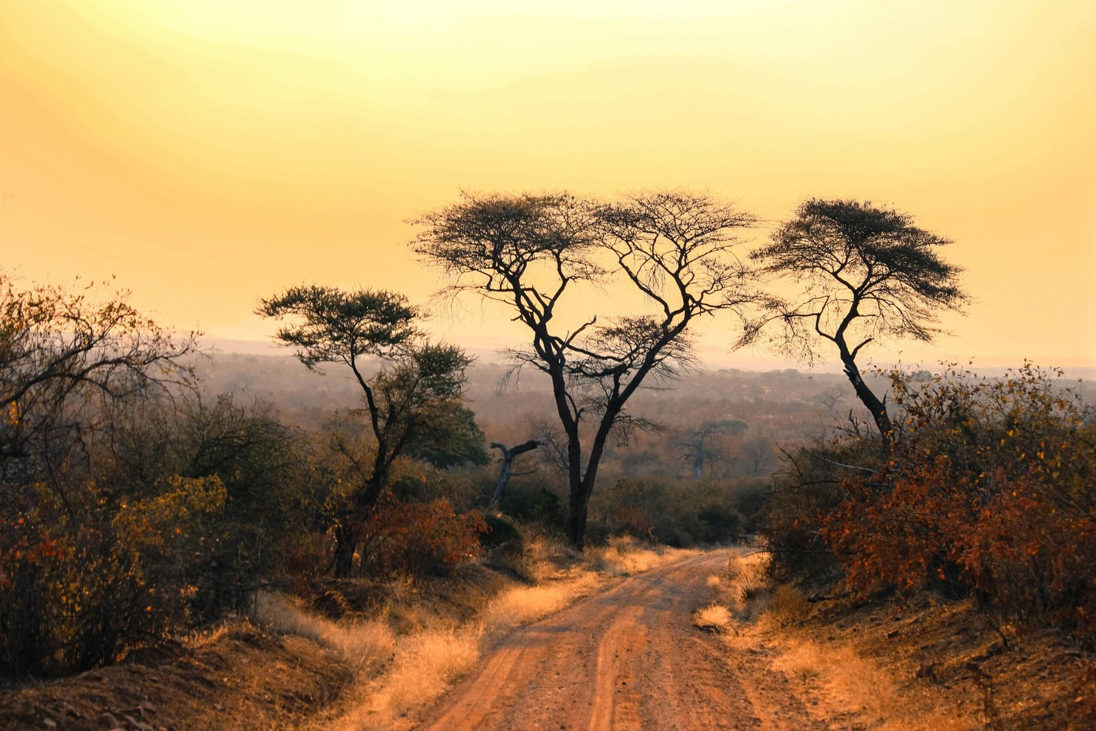 pexels-photo-30878973-30878973 Scenic view of African savannah with acacia trees at sunset, glowing warm tones.