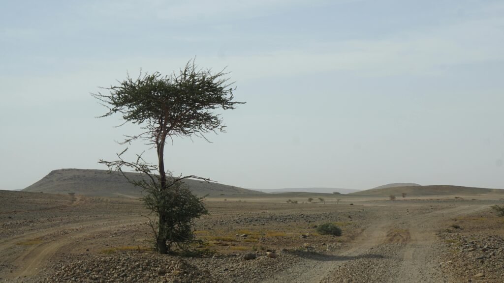 Solitary acacia tree in a vast, barren desert terrain under clear skies.